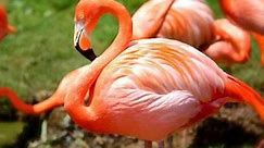 Habitat do Flamingo: Onde Eles Vivem? - Mundo Ecologia
