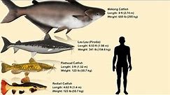 Top 10 Biggest Catfish Ever Caught