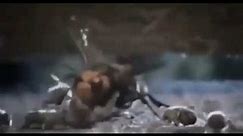 Hornet get jump by bees (meme)