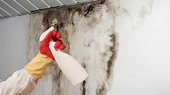 The Dangers Of Black Mold: What Causes It And How To Clean It