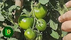 Uklanjajte ove listove i ostvarite maksimalan prinos paradajza i vinove loze