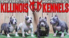 EXTREME AMERICAN BULLY PUPPIES FOR SALE FROM THE WORLD FAMOUS KILLINOIS KENNELS!!!!!