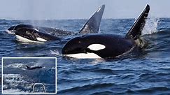 Killer whales teaching their young to attack ships in Europe, witnesses claim