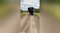 Footage shows group of trainee safari guides fleeing from "once in a lifetime" battle between bull e