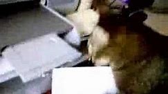 Crazy cat attacks printer