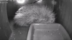 CUTE Hedgehog curled up SLEEPING, then wakes up, scratches and leaves
