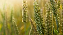 Folijarna prihrana pšenice