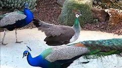 Peahen Displays for Peacocks