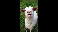meme funny-goat licking