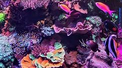 Feeding 600g (2200 Liter) Coral Reef Aquarium (4k Video)