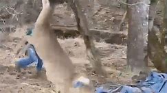 Men Rescue Deer With Antlers Stuck in Rope