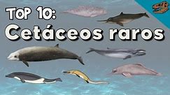 Top 10: Cetáceos raros (vivos y extintos)