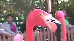 Marching Flamingos