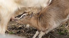 Animal Capra aegagrus domestic hircus in the barn with baby cub 4K 2160p 30fps UltraHD footage - In