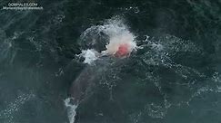 Killer Whales Attack & Kill Gray Whale, 4/27/19