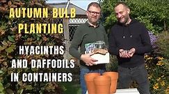 Planting Hyacinths and Daffodils in Pots | Autumn Bulb Planting | How to Grow Spring Bulbs in Pots