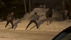 'See What Happens!' Moose Charges at Man After Ignored Pleas From Locals