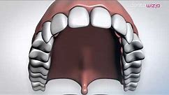 Jak wygląda budowa zęba?