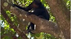 #monkeys #costarica #rainforest #wildlife #wildanimals #howlermonkey #queenofnightlife #centralamerica #costaricatravel #letsgo #followformore #adventure #jungle #wildmonkey | Queen of Nightlife