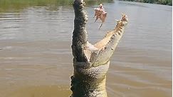 Feeding saltwater crocodiles in Australia!