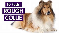Rough Collie 101: Top 10 Facts You Should Know [Lassie's Breed]
