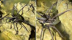 Giant house spiders set to invade homes across UK as species enters mating season