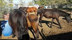 Everyday life of Horses Donkeys and goats at Katerina's Farm // Horses, Donkeys & Katrin Super Life