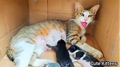 Rescue life of poor abandoned mother cat and her 5 newborn kittens.