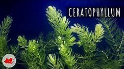 Ceratophyllum 🌿 - Plante d'aquarium