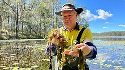 Cabomba weevil unleashed on weed-infesting Australian waterways