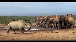 Rhino - Elephant interaction