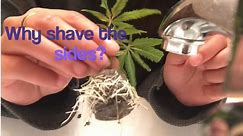 How to take Cannabis Clones  Easy and cheap  way to take weed cuttings Proper Marijuana Cloning