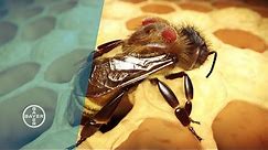 Varroa Mites | Why Bees are Dying