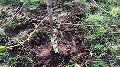 Planting Young Jonathan Apple Tree & Information (Video 1)