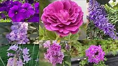 Beautiful Purple Flowers। Summer Flowers।10 Best Purple Perennial | Roses, Sophora & Many More | RMG