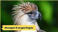 The Strongest and Largest Eagles In The World || Top 9