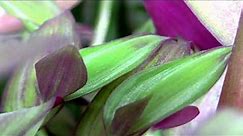 The beautiful Tradescantia zebrina (a Spiderwort) - also known as Wandering Jew or Inch Plant