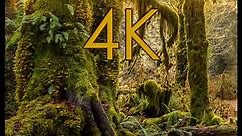 Hoh Rain Forest 4K
