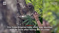 Baby sloth reunited with mom after rescue team found it crying