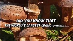 Unbelievable! World's Largest Living Organism Honey Fungus in Oregon #Shorts
