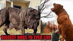 10 Of The Biggest Dogs In The World | New Dog Breed | American Molossus
