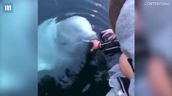 Remarkable moment Beluga whale returns lost iPhone to owner