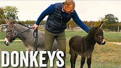 Thinking of keeping donkeys? - Adam Henson's Farm Diaries - Ep23