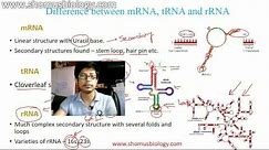 mRNA, tRNA and rRNA