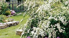 How to Pick the Best Bushes and Shrubs for Landscaping Your Yard