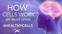 HOW CELLS WORK - Dr. Bruce Lipton, PHd
