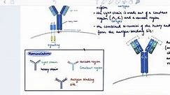 Brandl's Basics: The B-cell receptor (BCR): Structure and Recognition