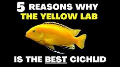 The Yellow Lab is THE BEST Cichlid...Here's Why