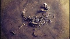 Unveiling The Bones Of Prehistoric Dinosaurs | Dino Hunt | Real Wild