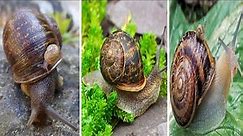 Super Giant Snail In The World | Snail Video | Best Largest Snail Video | Big Snail